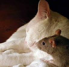 Seen in Precious Pet Pics