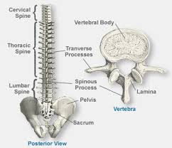 Anatomy of the Spine - The Southern California Orthopedic Institute