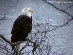 Young Bald Eagle March 29
