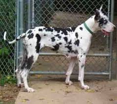   Great Dane   adult dog x26amp pup
