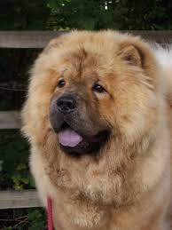   Chow   Chows
