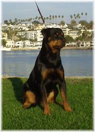   GERMAN ROTTWEILER  