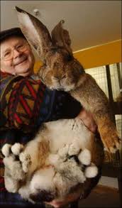 the world x26s largest rabbit