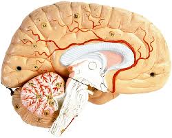 of Parkinson's Disease is - via Daymix