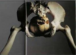 fossil-first-politician.jpg - via Daymix