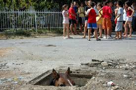 sewer horse fuck yeah