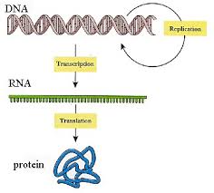 DNA RNA jpg 25692 bytes
