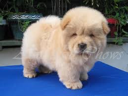 an adult chow: