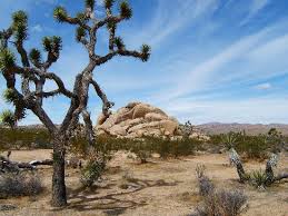 Joshua Tree National Park