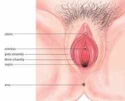   Vagina  