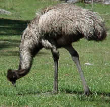 Emu