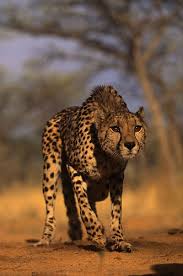 you know when I was a boy cheetahs