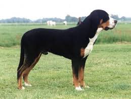   Greater   Swiss Mountain Dog  Greater      