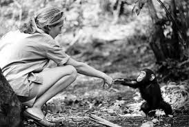 http://www.janegoodall.org/ - via Daymix