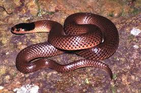 Some snake - via Daymix