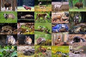 Animal photos, animal pictures