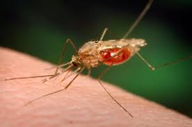 Malaria carrying mosquito - via Daymix