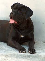 Alternative Names for a Cane  Corso   