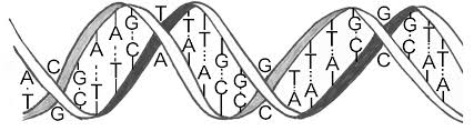      discover the  double helix   would    