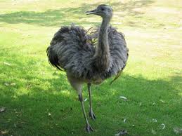 Emu - emu