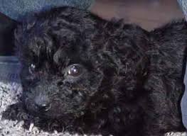   Puli   adult dog x26amp pup