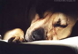 Rangely  Animal Shelter  