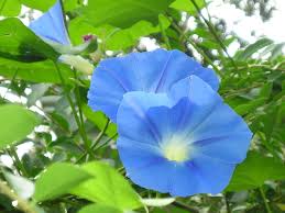 VINE * MORNING GLORY HEAVENLY - via Daymix