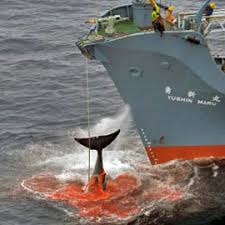 greenpeace.jpg