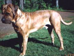   Tosa Inu   adult