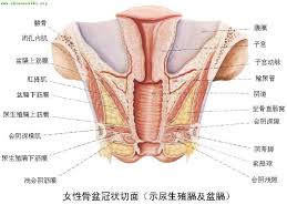 女性生殖器示意图
