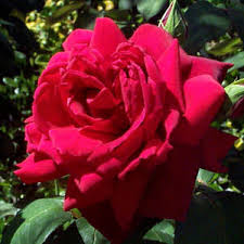   Oklahoma   State Flower  Oklahoma   Rose