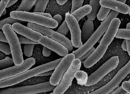 E. coli: A Permanent Resident - via Daymix