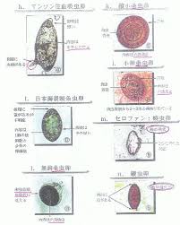 虫卵