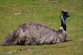 Emu Picture Handcrafted