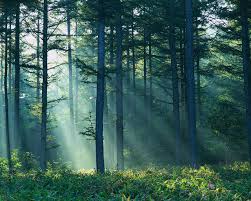 The Royal Forest - via Daymix