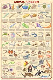   Animal Kingdom   Poster shows many    
