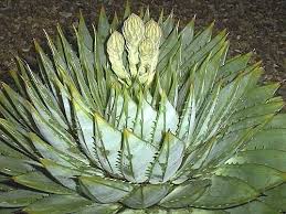  Aloe  polyphylla