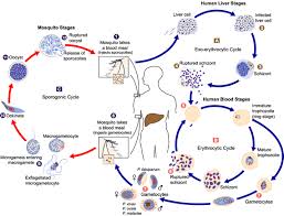Malaria life cycle - via Daymix