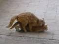 Channel Icon. Subscribe