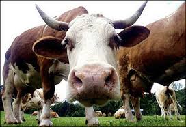 Woman dies from mad cow - via Daymix