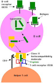  B   Lymphocytes A Special Case