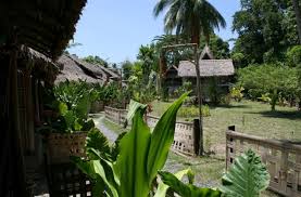 Wild Orchid Image <b>wild< b> <b>orchid< b>.jpg Picture 7