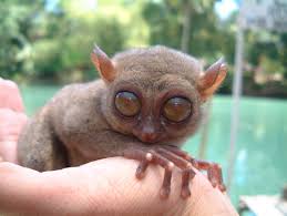  yaitu Tarsier Pygmy (Tarsius 