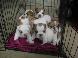 English bulldog puppies - via Daymix
