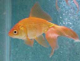 that still had goldfish in
