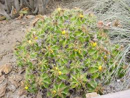 F robustus