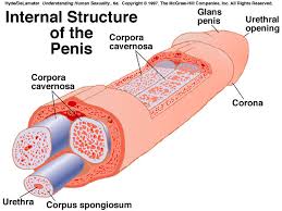 Internal Structure of the Penis