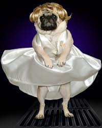 We know pugs are puckish