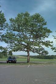 <b>Platanus</b> Acerifolia.jpg
