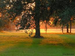 Sunlight Under a Live Oak Tree - via Daymix
